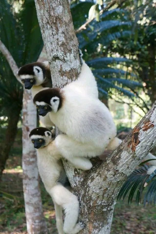 Le Grand Sud - Image 3